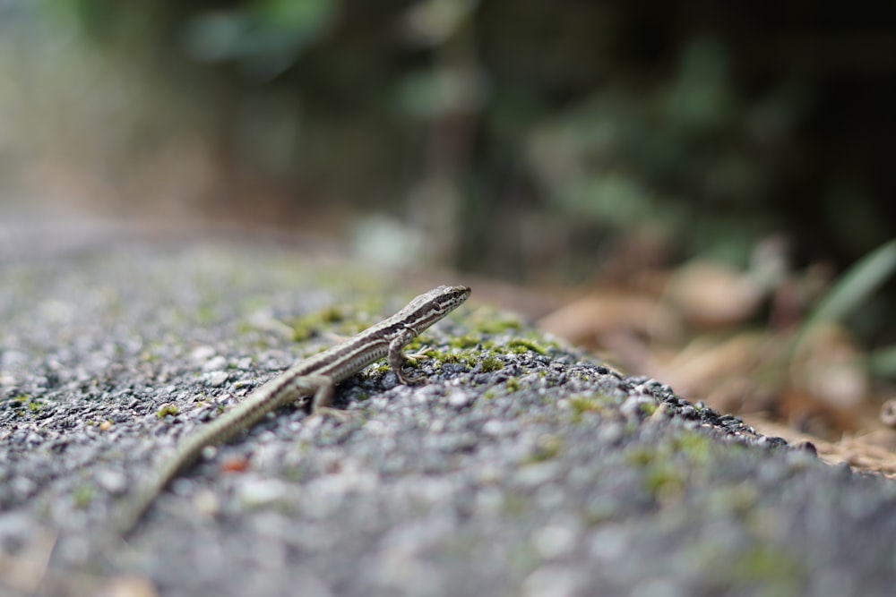 gray lizard on gray surface