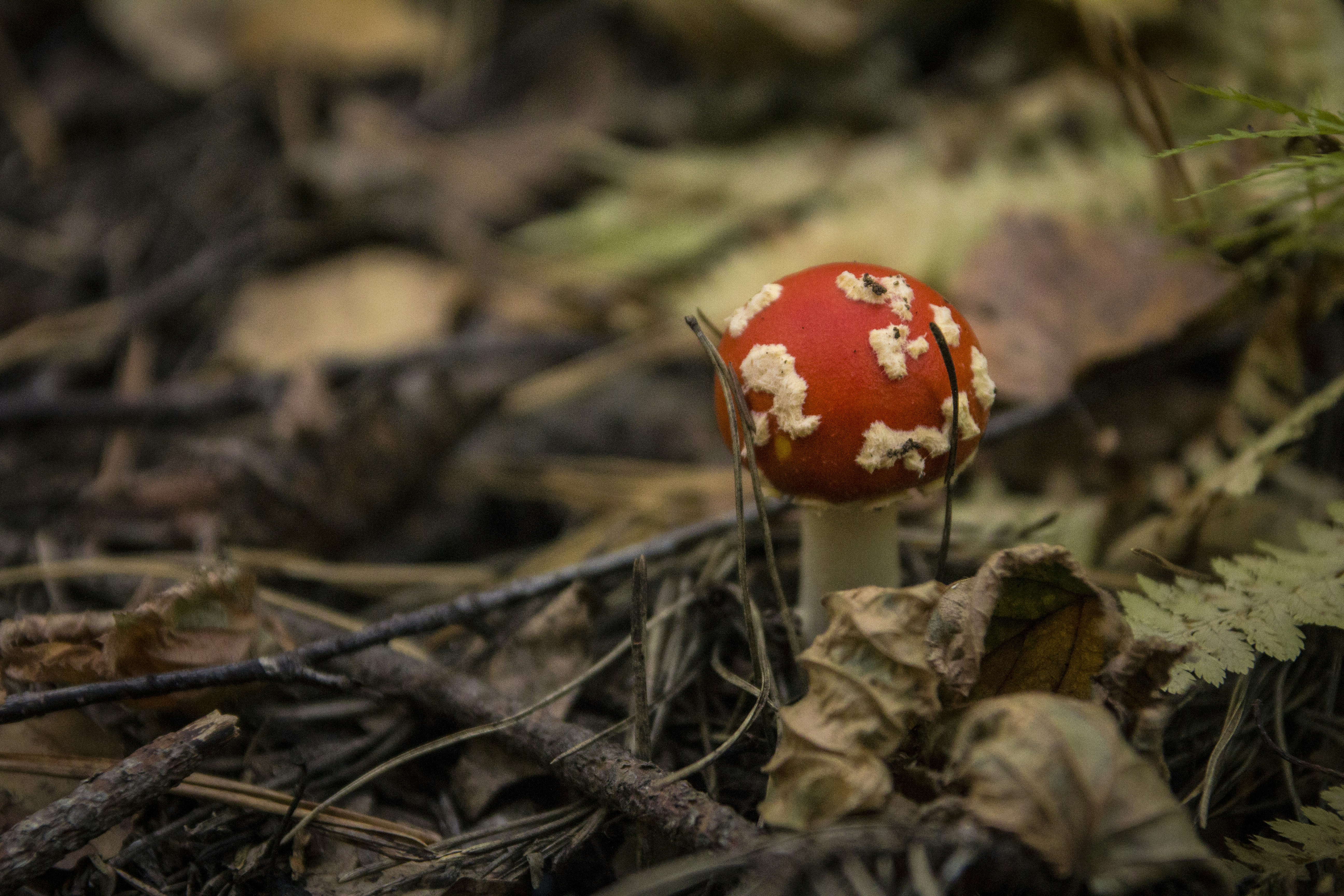 Free Unsplash photo from Elena Bardasheva