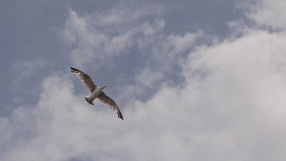 Brauner und weißer Vogel tagsüber