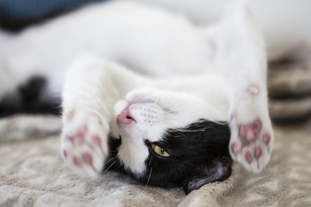 white and black cat lying on brown textile