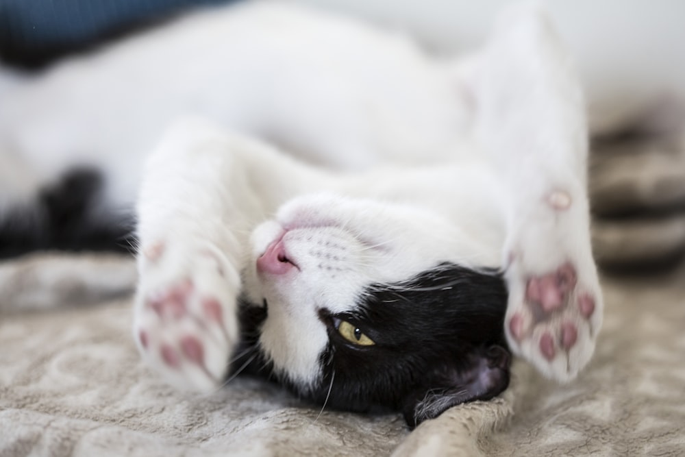 갈색 직물에 누워있는 흰색과 검은 색 고양이