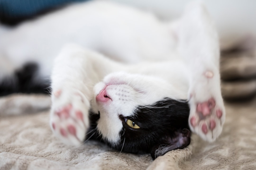 white and black cat lying on brown textile