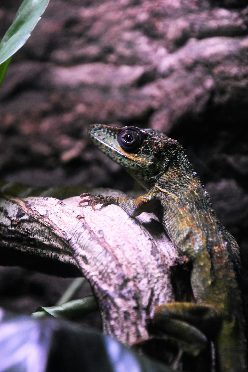 Reptil marrón y verde en la rama de un árbol