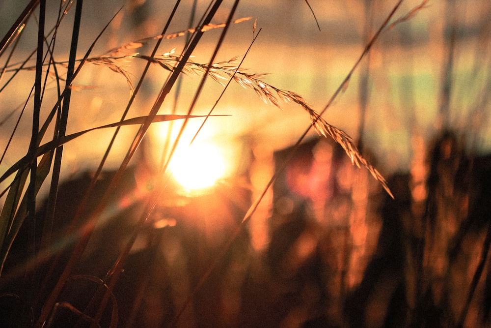 silhouette photo en gros plan de champ de blé