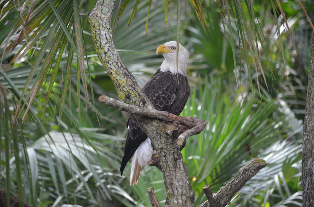 Птицы тайланда фото Птицы тайланда фото
