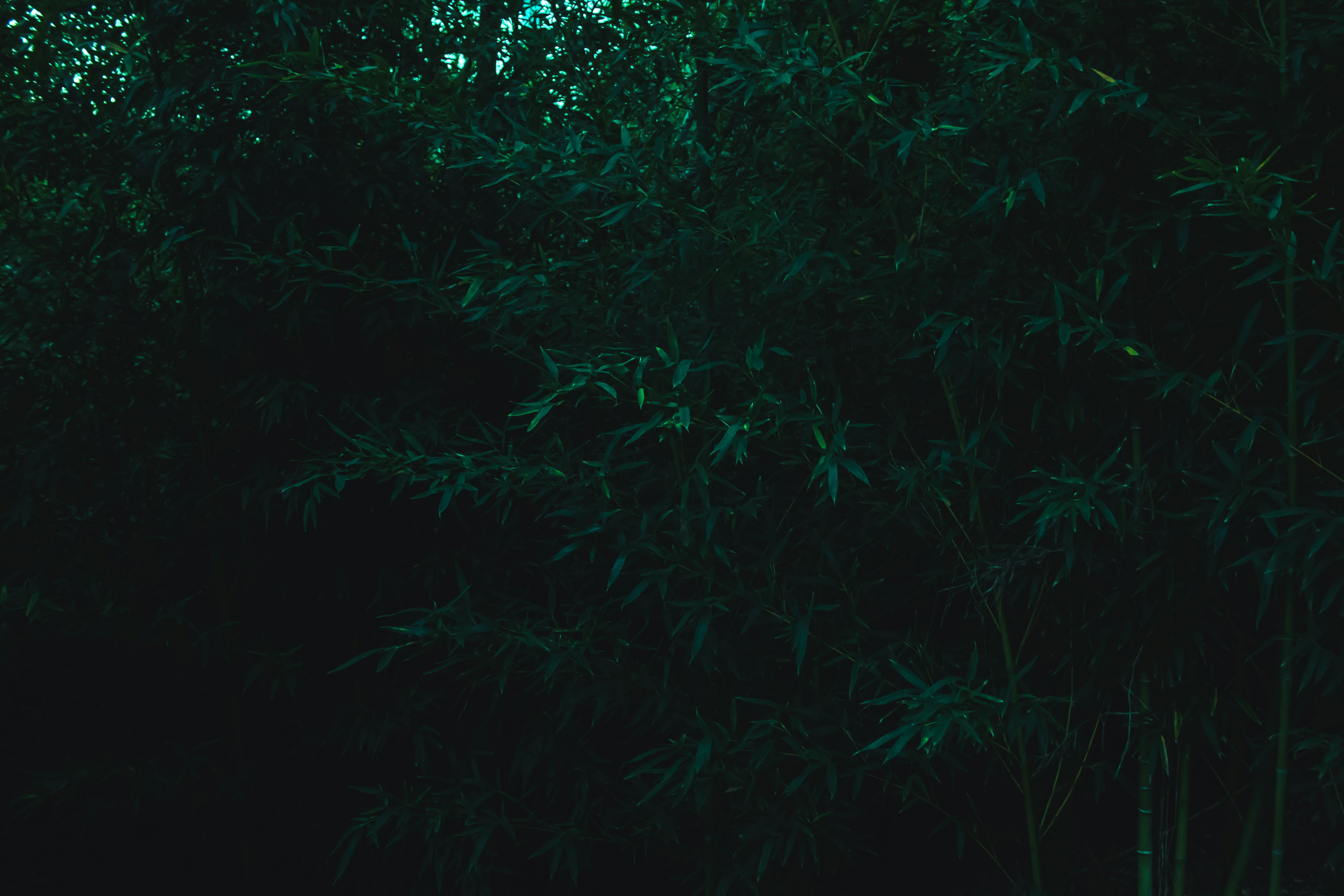 Free Unsplash photo from Jess Lowis