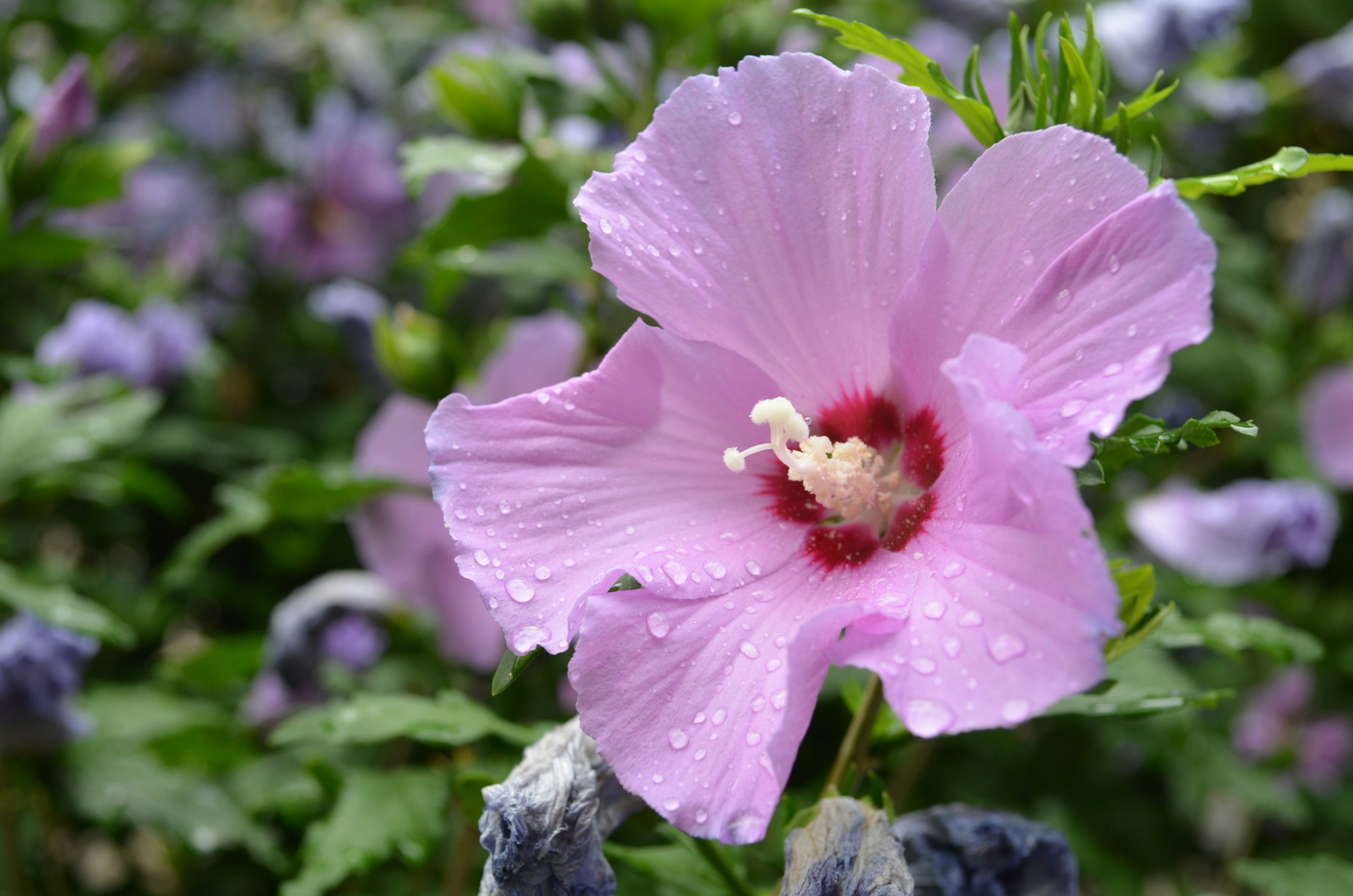 Free Unsplash photo from Gaëlle Müller-Greven