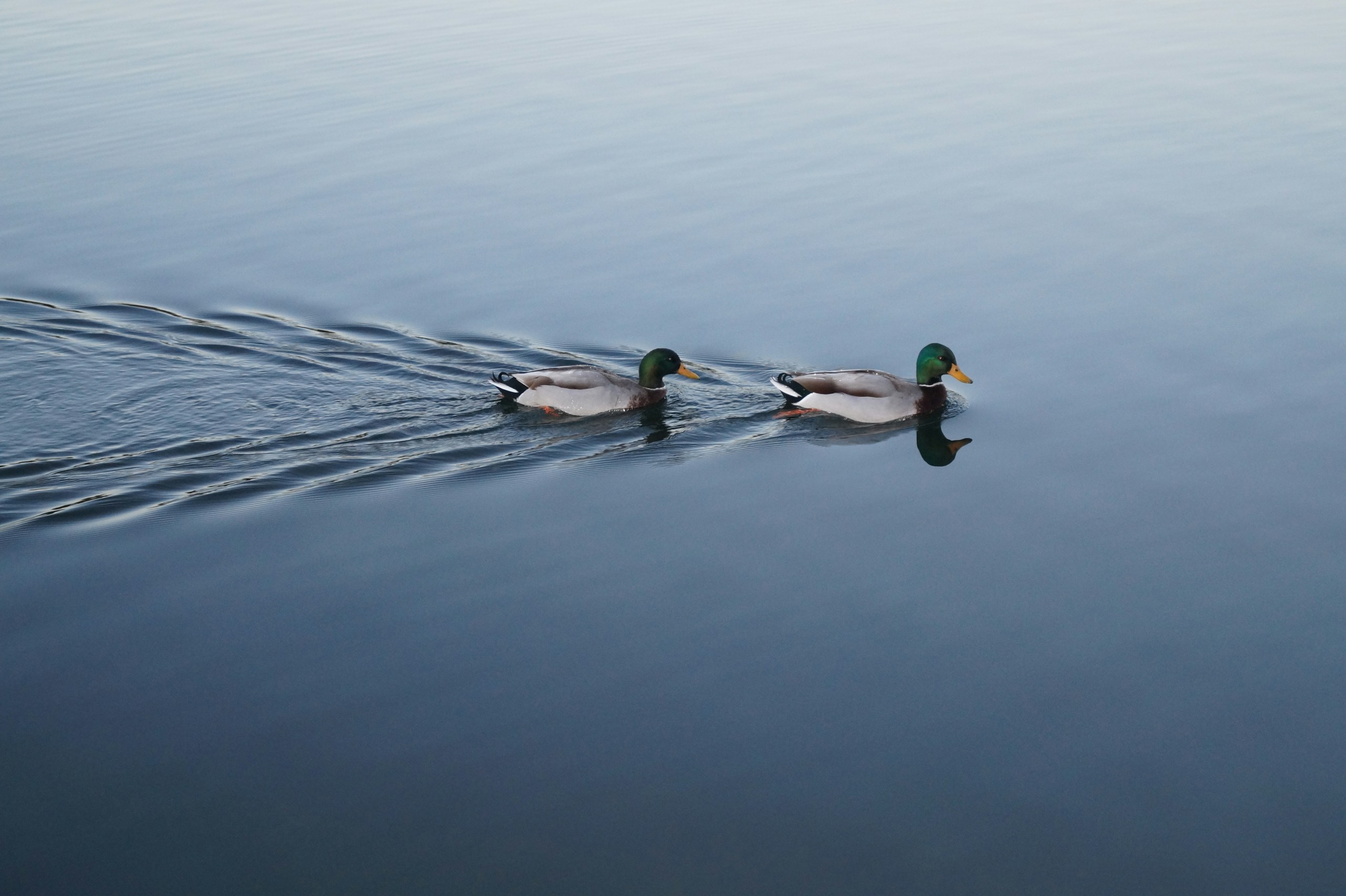 two swimming mallard ducks on still body of water