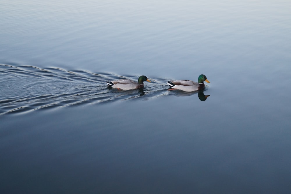two swimming mallard ducks on still body of water