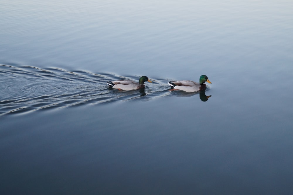 due anatre di nuoto reale sullo specchio d'acqua fermo