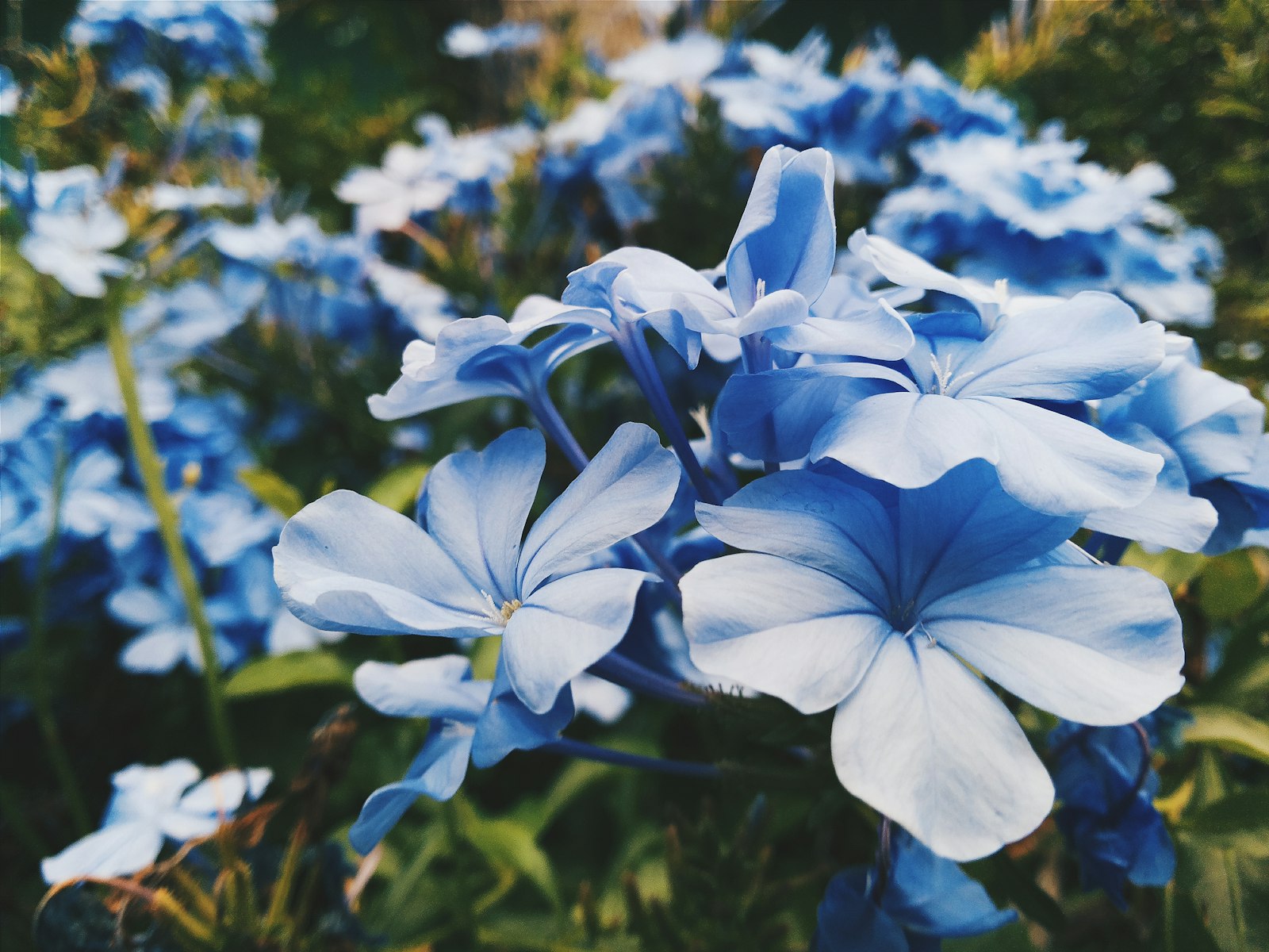 Samsung Galaxy Grand Duos sample photo. Blue petaled flower lot photography