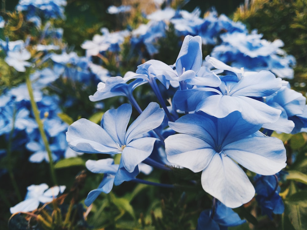 Fotografía de enfoque de lote de flores de pétalos azules