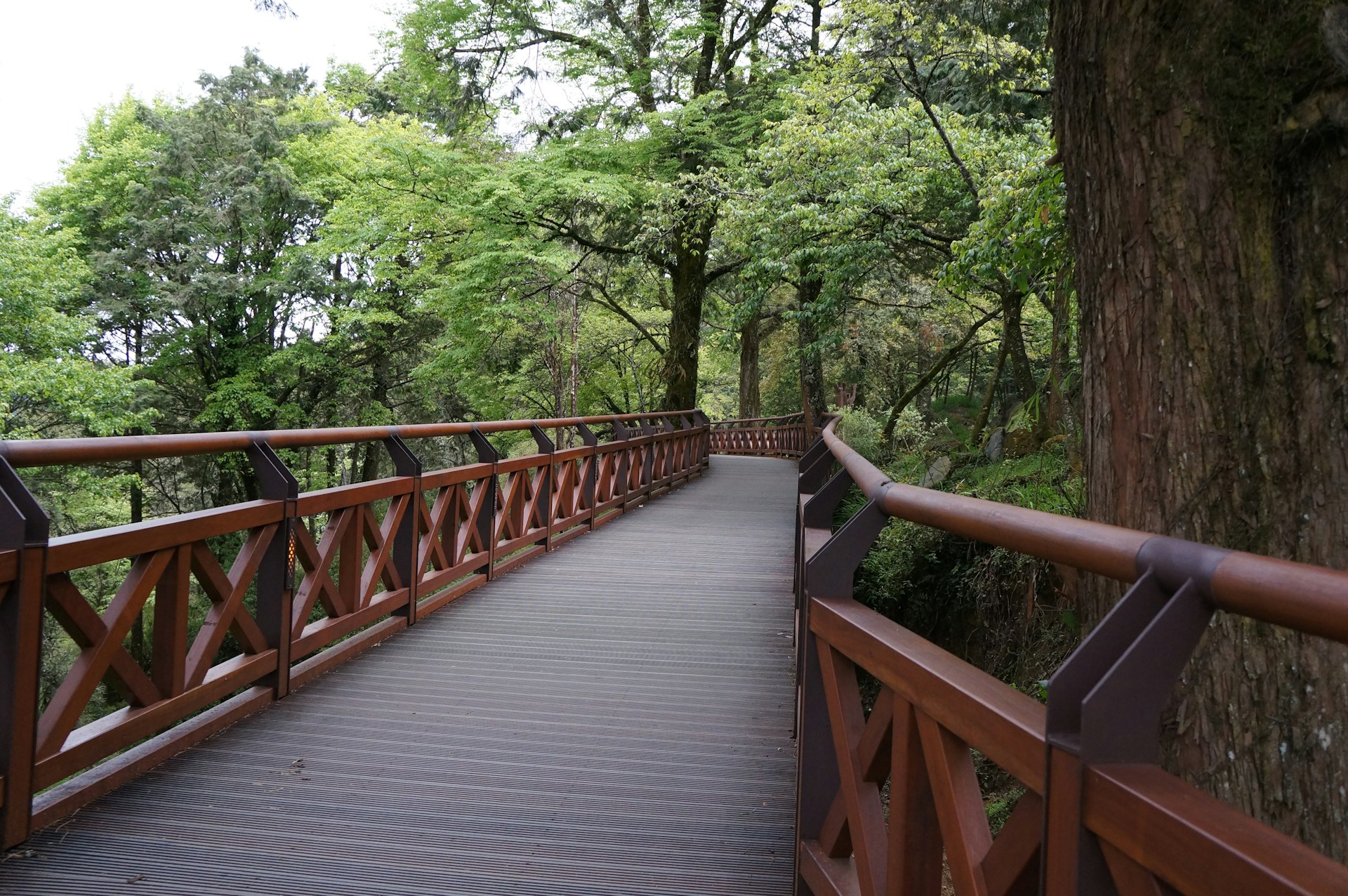 A serene forest path bordered by sturdy wooden railings made from wern wood, inviting a peaceful walk through nature.