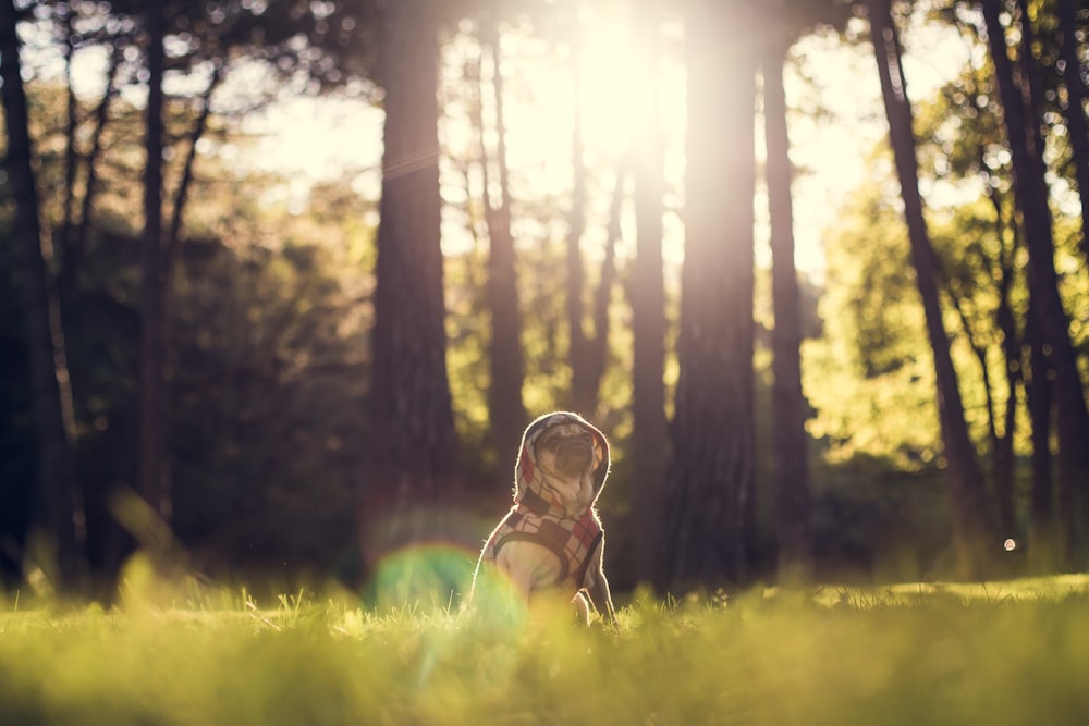 Selektive Fokusfotografie eines Hundes, der tagsüber auf Gras hinter Bäumen sitzt