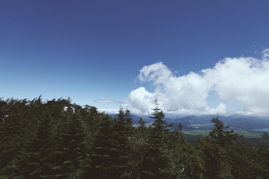 landscape photography of trees in Mt. Fuji Japan