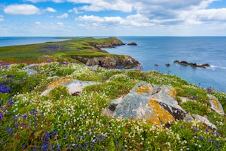 bed of white and purple petaled flowers beside sea