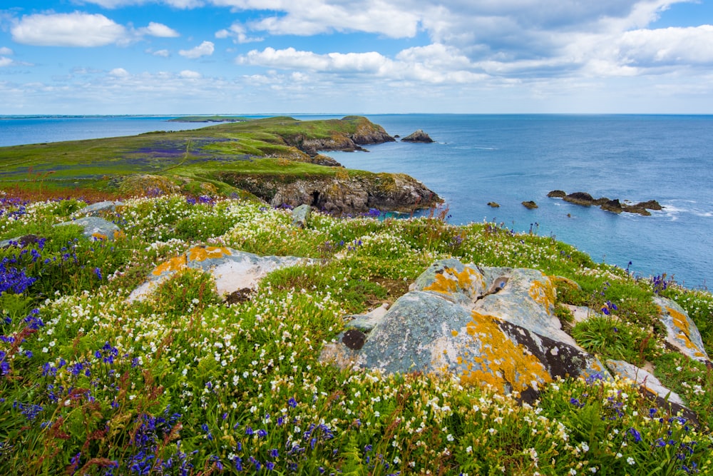 lecho de flores de pétalos blancos y púrpuras junto al mar