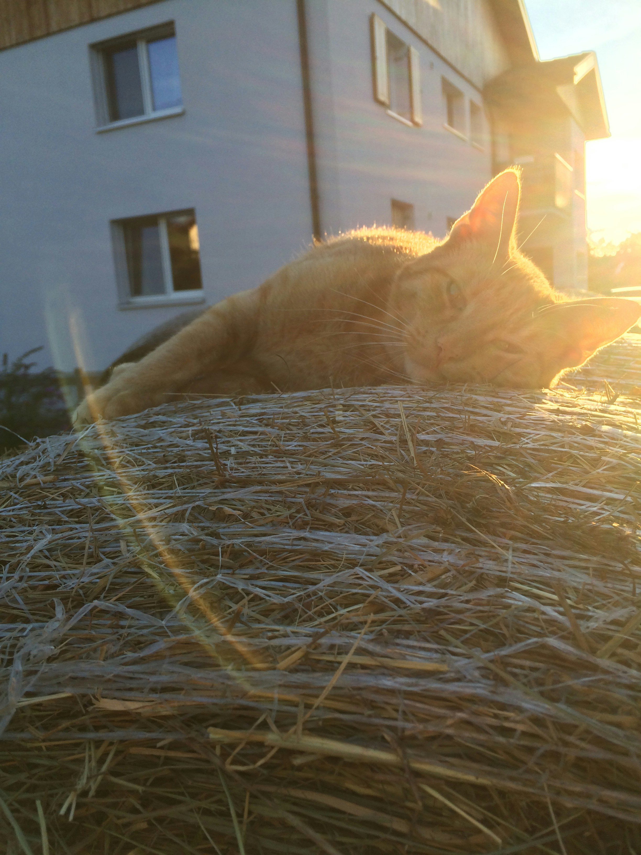 Free Unsplash photo from Rena Siddall