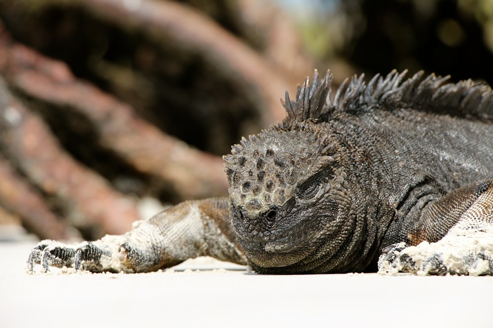 closeup photo of gray iguana