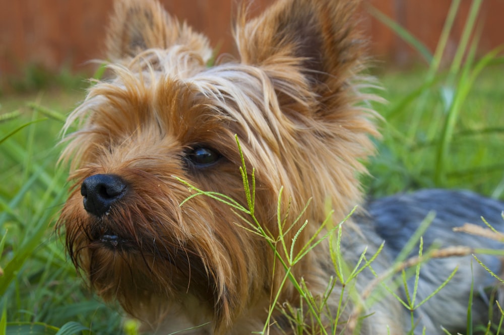 Yorkshire Terrier sdraiato su terreno coperto di erba