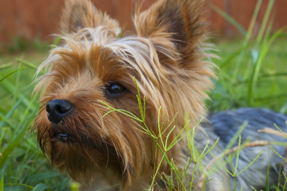 Yorkshire Terrier tumbado en el suelo cubierto de hierba