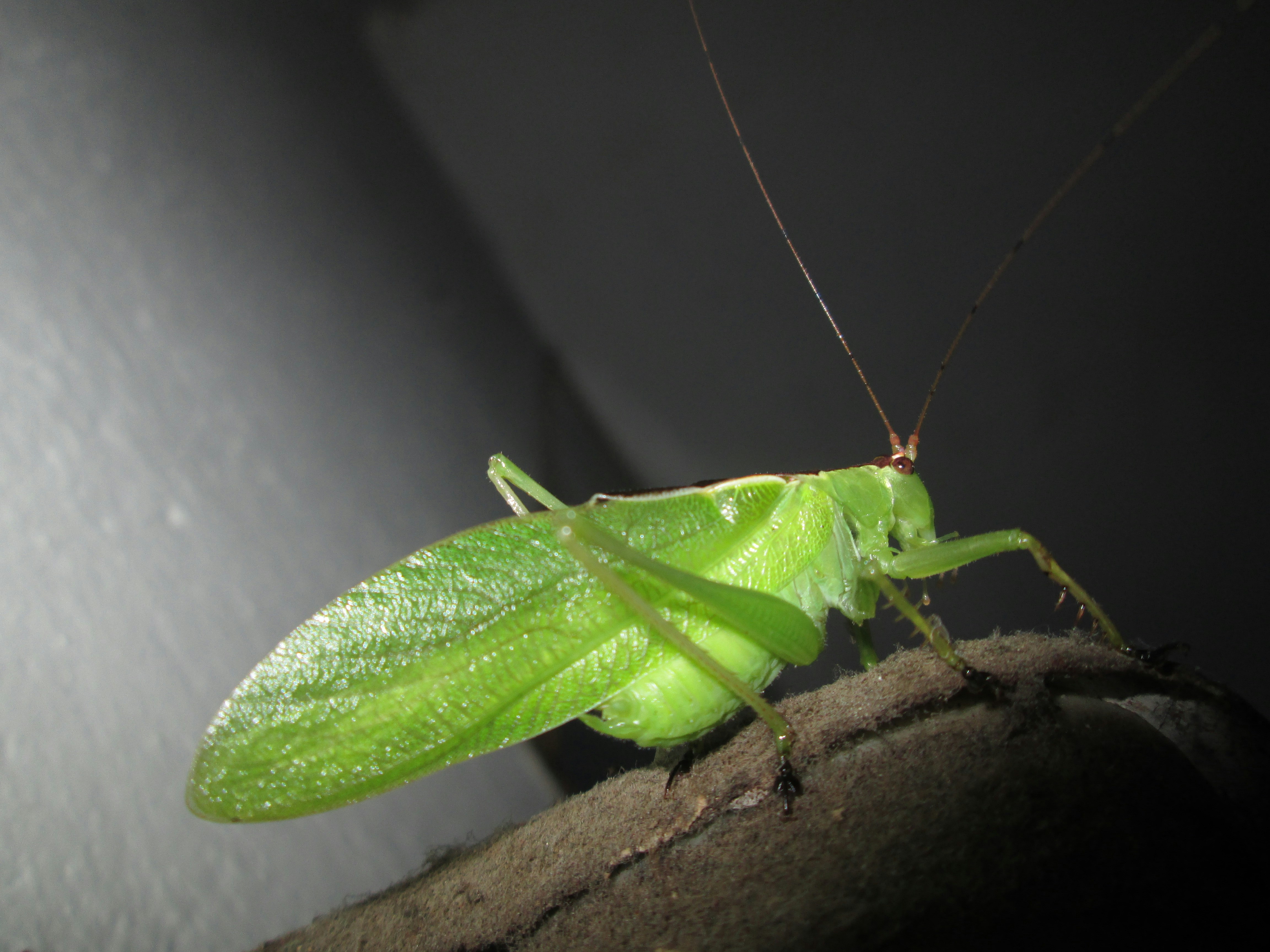 Free Unsplash photo from Prince Uvraz