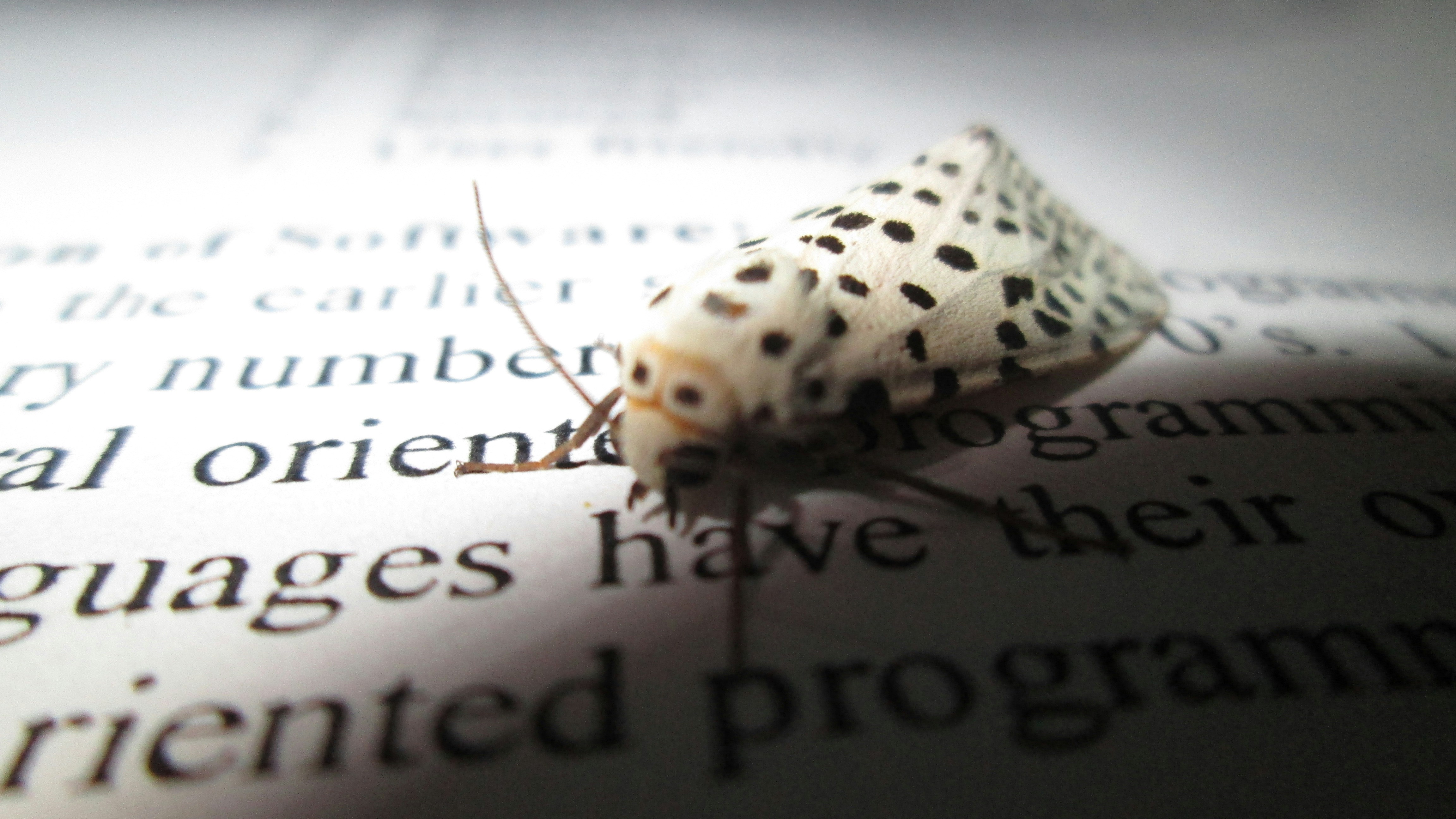 Free Unsplash photo from Prince Uvraz