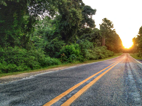 A peaceful southern country road lined with tall pine trees under a soft golden sunset.