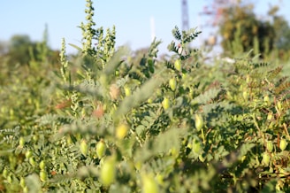 A lush green field filled with chickpea plants. The plants have elongated leaves and small, light green pods indicating healthy growth. The background shows a blurred view of more greenery, suggesting a large field of crops under a clear blue sky.