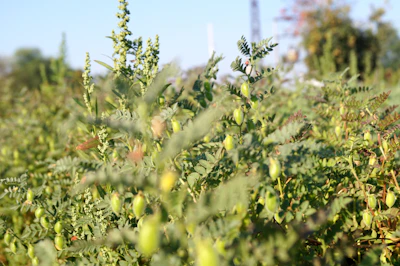 A lush green field in Bihar with morning sunlight casting a warm glow over rows of chickpea plants.