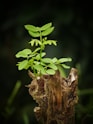 tree trunk with green leaves