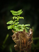 tree trunk with green leaves