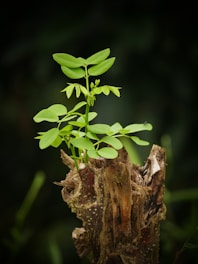 tree trunk with green leaves