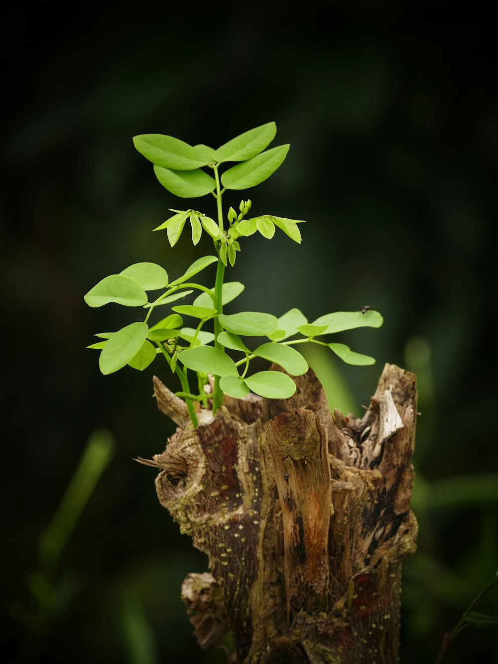 tree trunk with green leaves