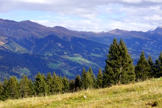 green pine trees under cloudy sky