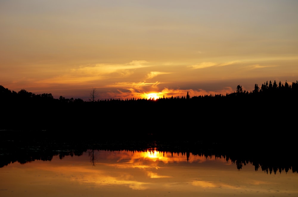 silhouette of trees with body of water during daytime