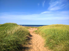 View of the nearby beach from a walking path lined with dunes and wild grasses under a clear sky.
