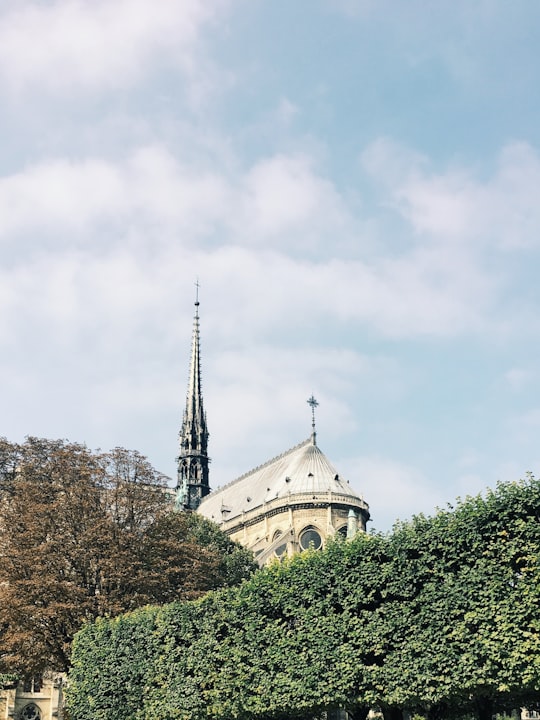 white building near tree in Cathédrale Notre-Dame de Paris France