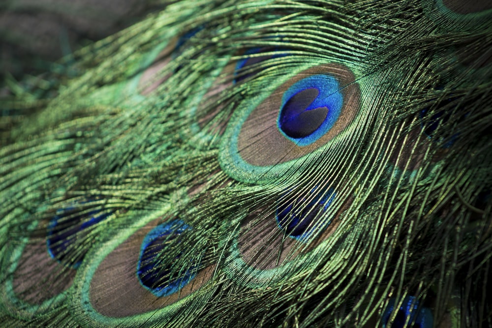 fotografia em closeup de penas de pavão verdes, cinzas e azuis