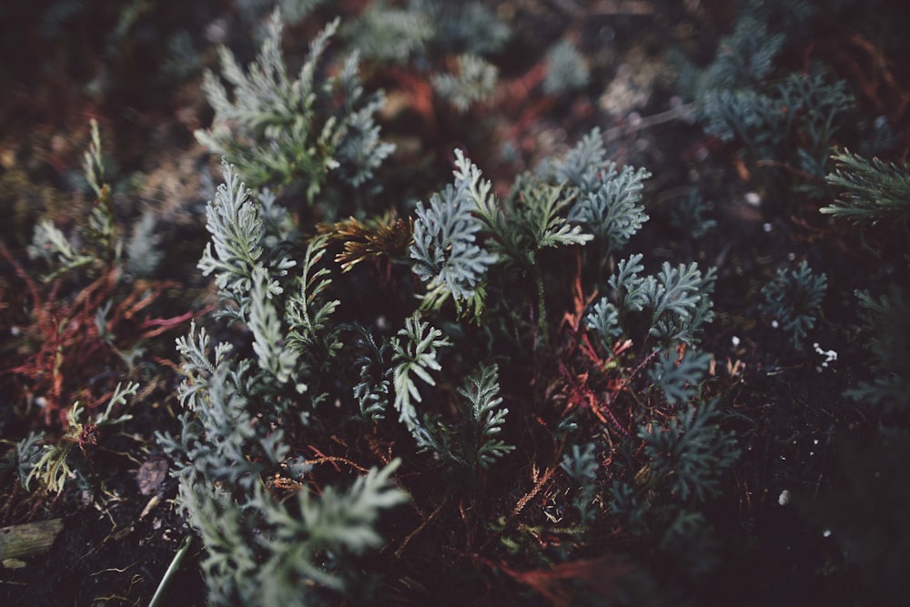 Photographie sélective de plantes à feuilles vertes