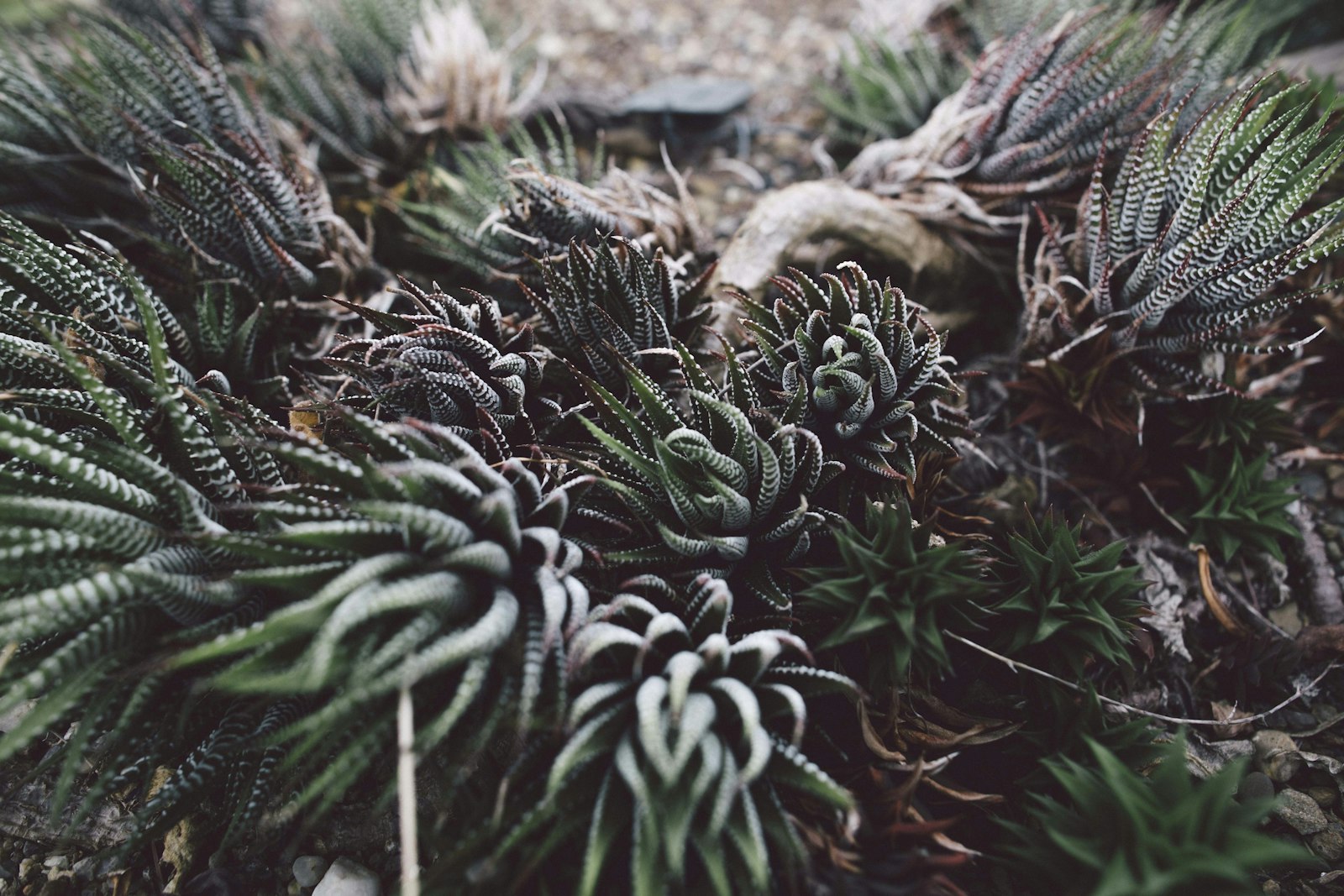 Canon EOS 5D Mark III + Canon EF 24mm F1.4L II USM sample photo. Green aloe vera plants photography