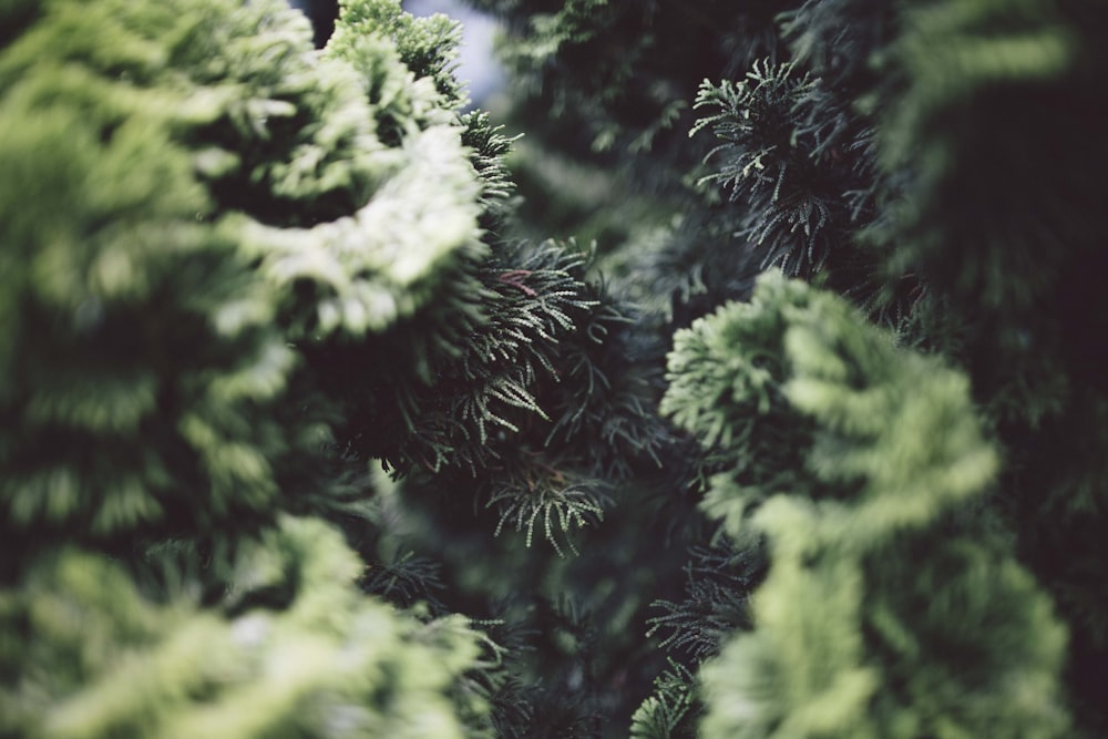 Close-up of the branches of coniferous trees