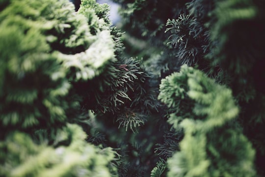Close-up of the branches of coniferous trees in Phipps Conservatory and Botanical Gardens United States