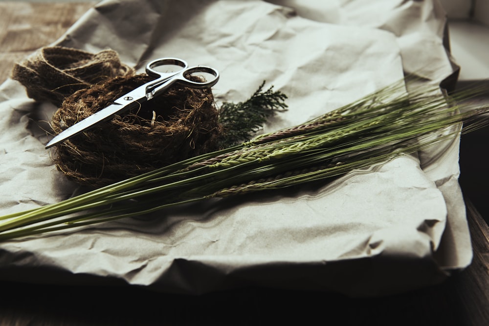 stainless steel scissors on green wheat grass