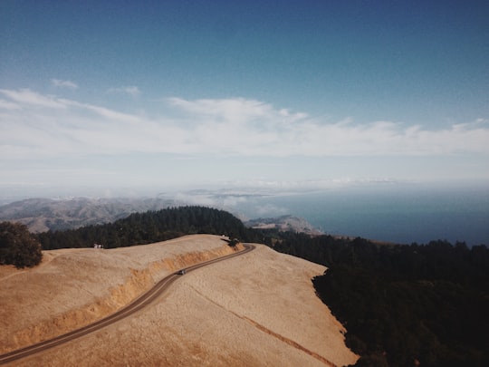photo of empty road near palm trees in Mount Tamalpais State Park United States