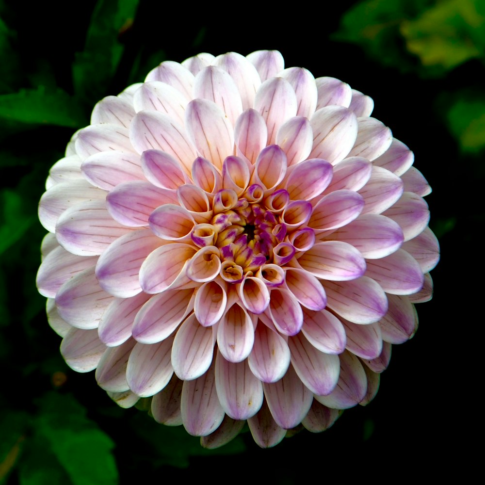 Fotografía de enfoque selectivo de flores de pétalos púrpuras y blancos