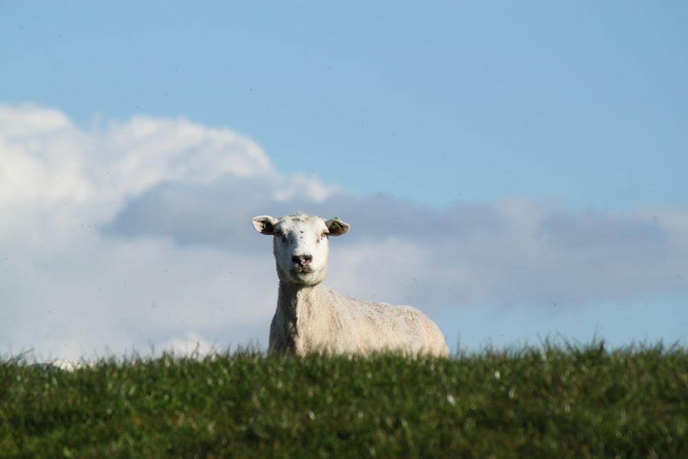 Vaca branca no campo de grama verde