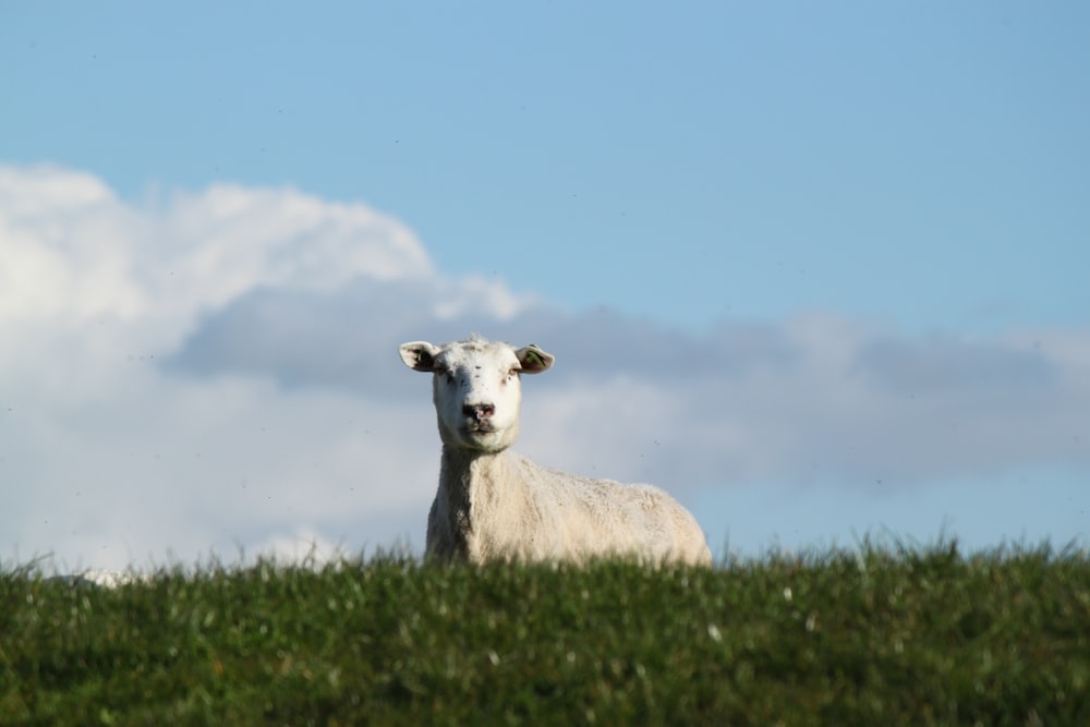 vache blanche sur un champ d’herbe verte