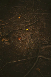 brown tree root