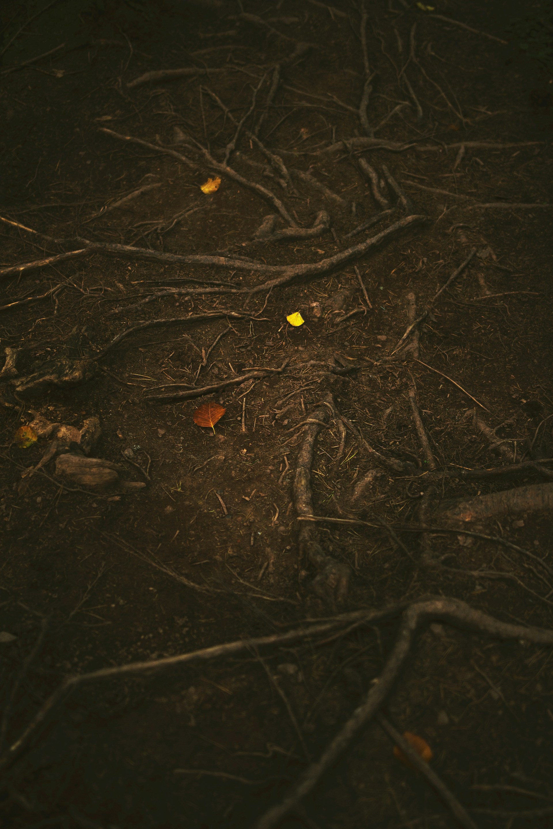 brown tree root
